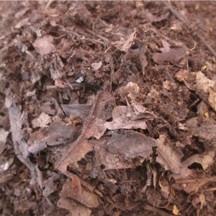 通用纯橡树叶腐殖土腐叶土兰花君子兰专用橡叶种植酸性营养土肥料