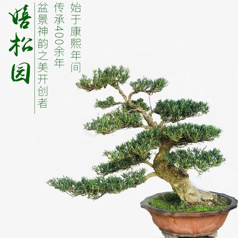 罗汉松盆景  米叶 雀舌  珍珠红芽罗汉松 庭院盆景  嬉松园