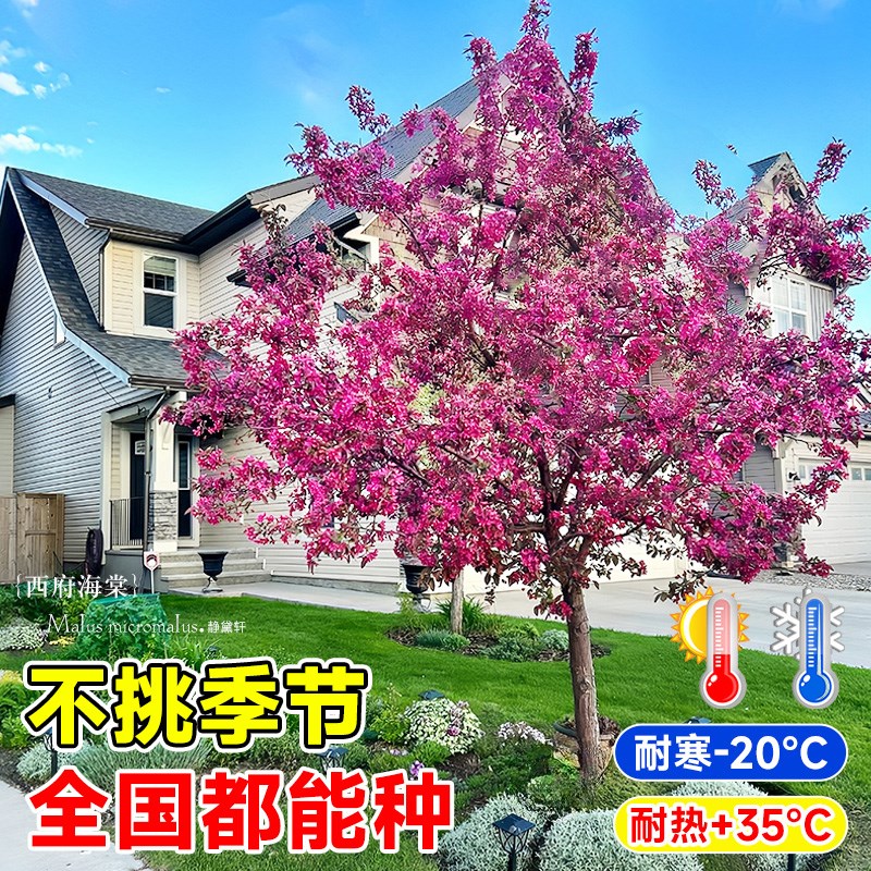 海棠树苗高杆西府垂丝海棠树苖盆栽大树庭院地栽四季开花风景树