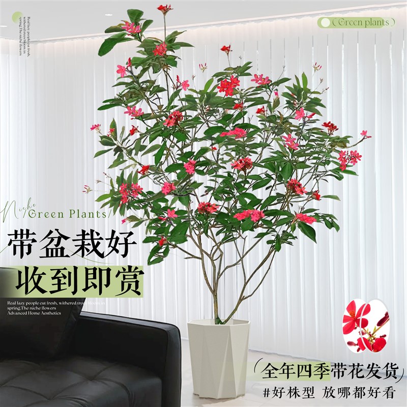 琴叶珊瑚盆栽客厅大花盆办公室内好养落地式大型绿植四季常青植物