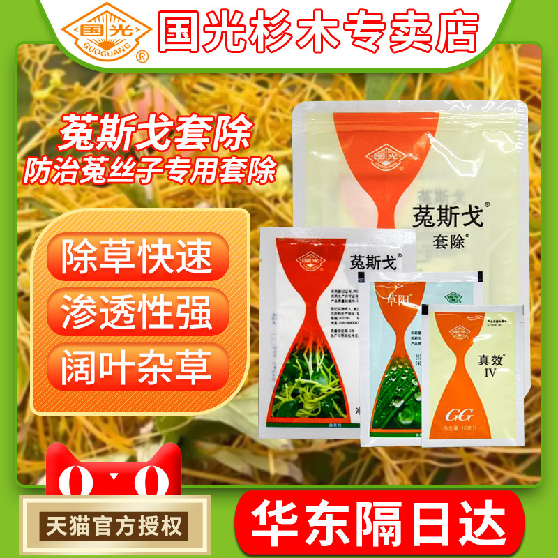 国光菟斯戈套装园林绿篱植物菟丝子黄金藤日本菟丝子金钟藤除草剂