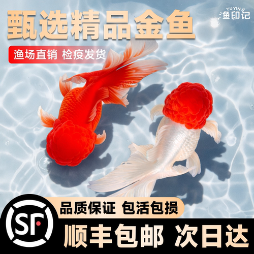 红狮子头金鱼闯缸宠物观赏鱼