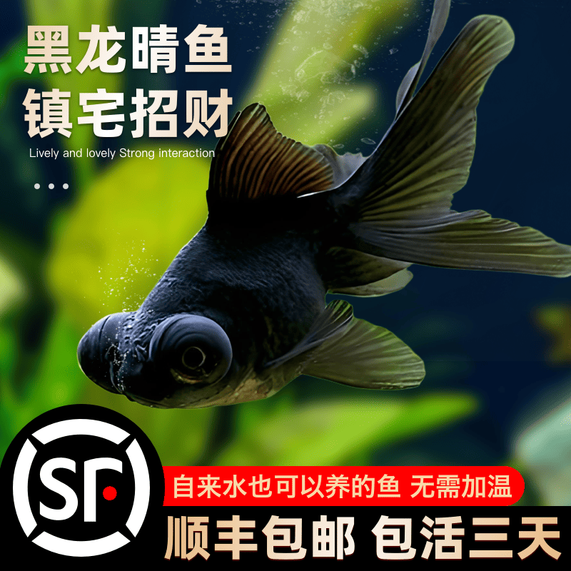 龙睛金鱼黑龙睛冷水鱼小金鱼活鱼淡水锦鲤观赏鱼好养耐活鱼不加温