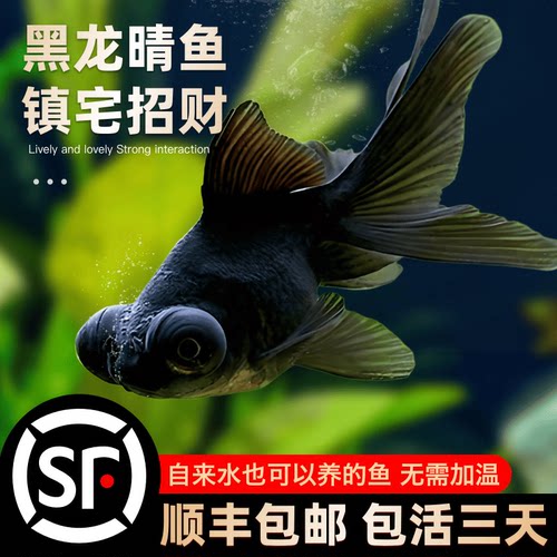 蝶尾冷水鱼顺丰包邮黑龙晴镇宅鱼