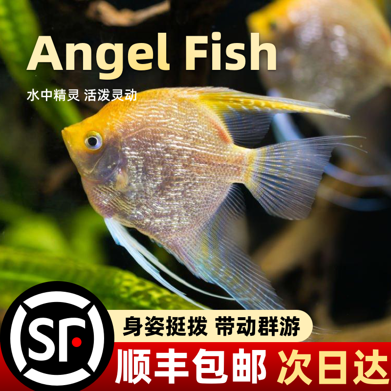 魔鬼七彩神仙鱼耐活热带观赏鱼活体小型鱼苗新手淡水七彩神仙鱼