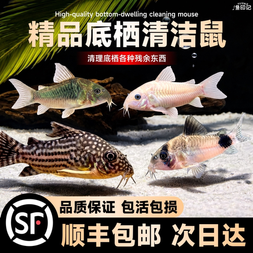 大号青铜鼠底栖鱼缸清洁残饵