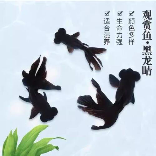 金鱼活体观赏鱼活体小金鱼