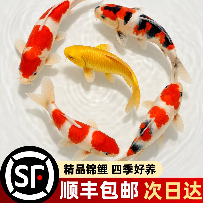 锦鲤鱼活鱼冷水淡水鱼苗观赏鱼图片