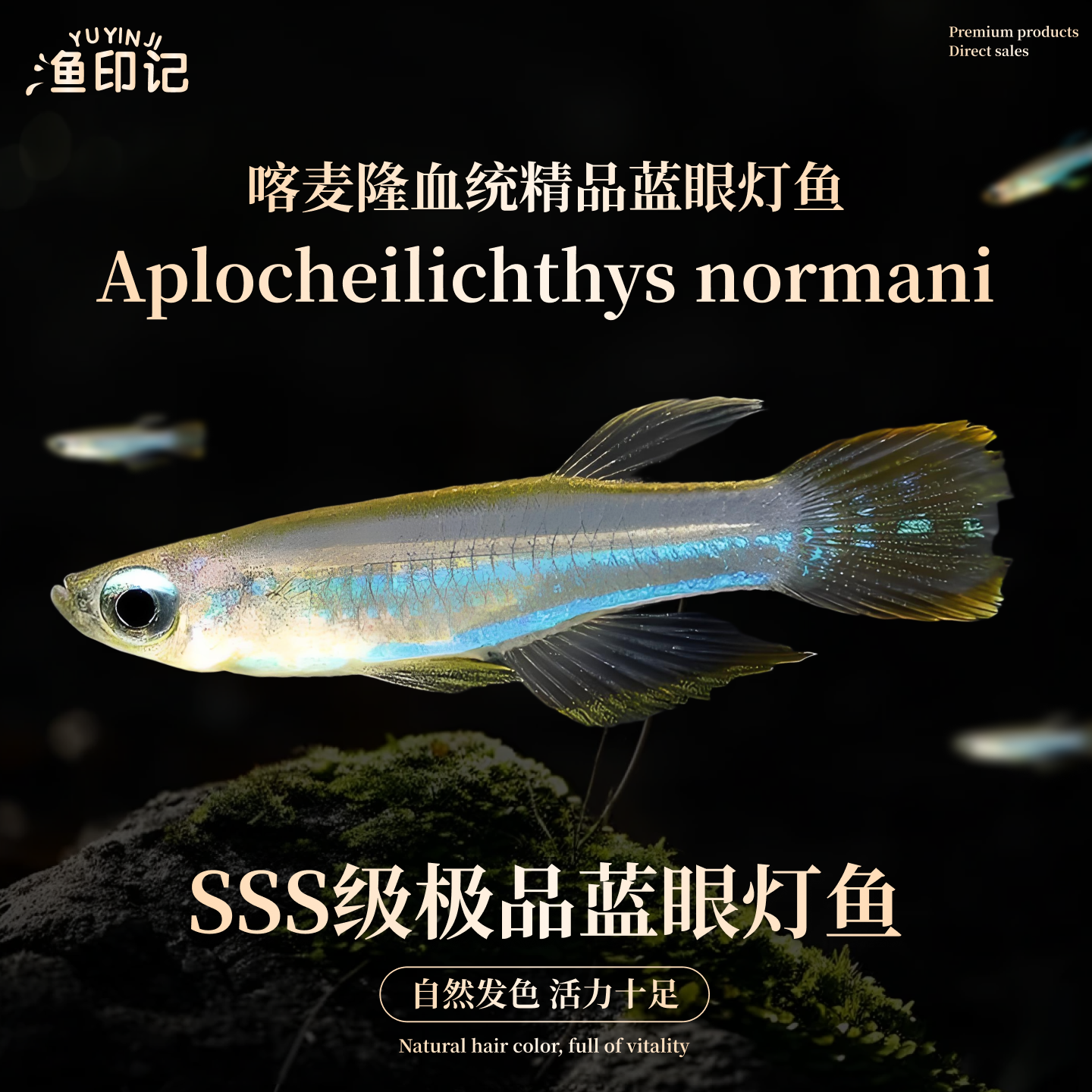观背桂系青鳉蓝眼群游易养免打氧原生鱼除油膜淡水冷水鱼登灯鱼