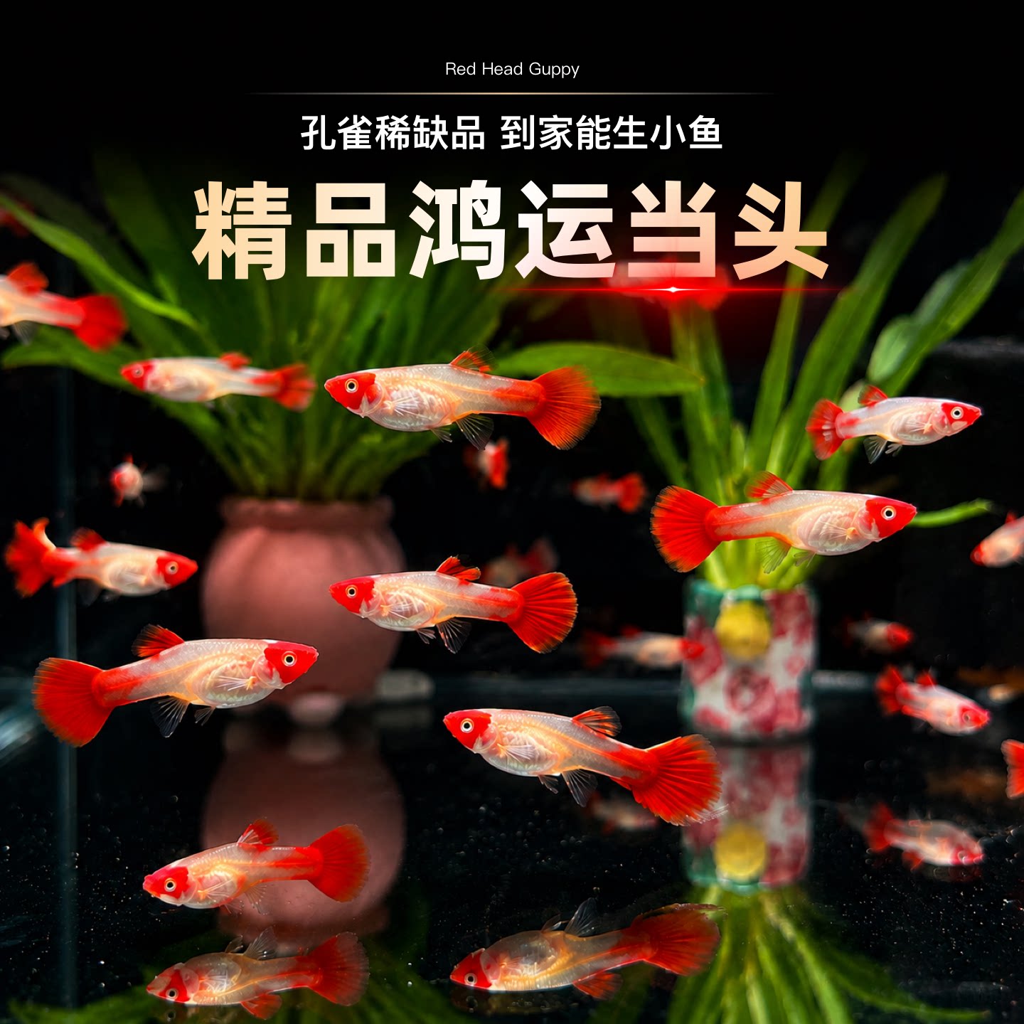 精品纯种鸿运当头孔雀鱼活鱼观赏鱼好养耐活临产孕母热带小型鱼苗