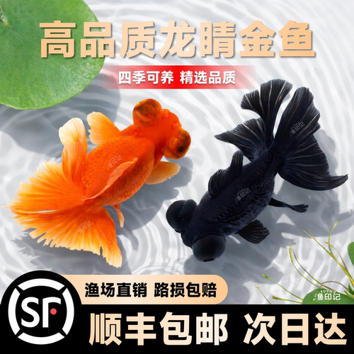 金鱼黑龙睛红龙睛活体好养淡水