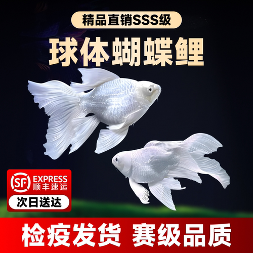顺丰包邮纯种锦鲤蝴蝶鲤观赏鱼