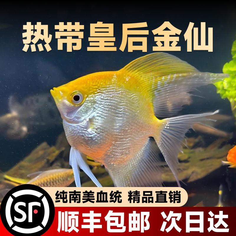 鱼苗观赏鱼七彩神仙鱼热带大型燕鱼秘鲁埃及好养淡水小型鱼小花仙