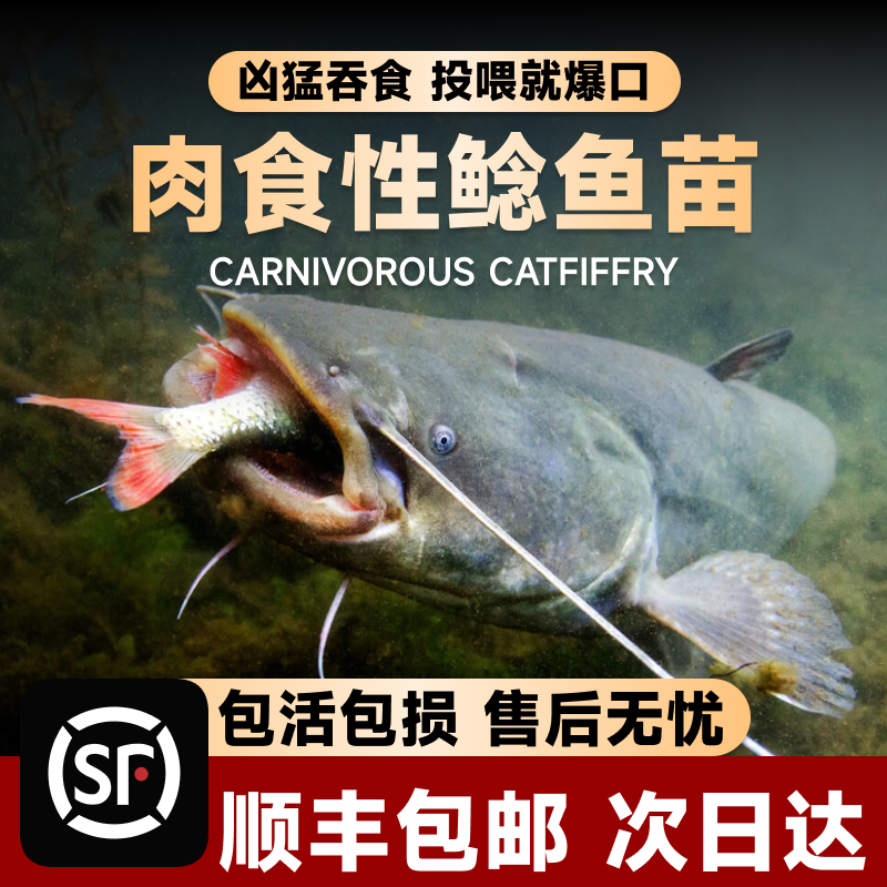 【凶猛肉食性鲶鱼】大口鲶鱼苗鲶鱼苗南方大口鲶土鲶鱼苗凶猛爆口
