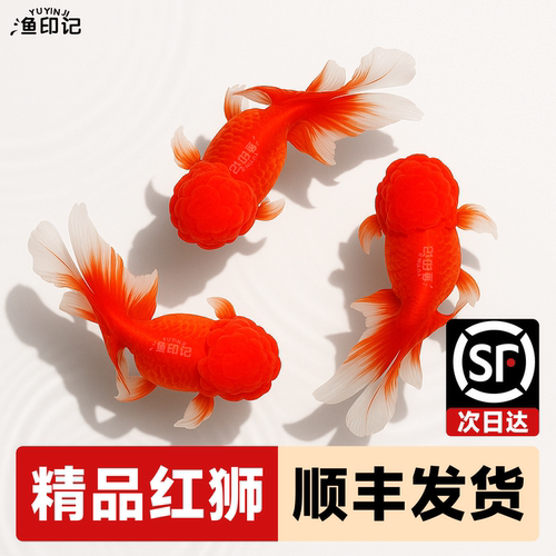 红狮金鱼国师鱼冷水鱼小金鱼