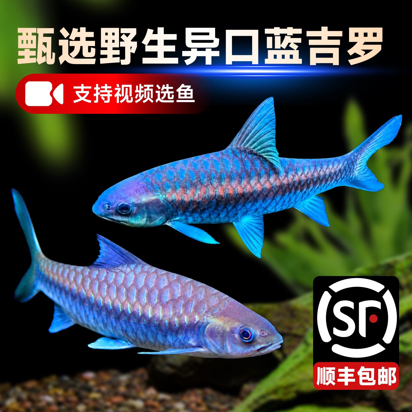 保山蓝吉罗活体观赏冷水溪流鱼图片