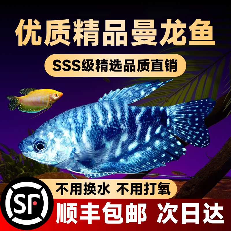 曼龙鱼热带观赏鱼活鱼淡水小型鱼苗马甲球鱼好养耐活不打氧宠物鱼