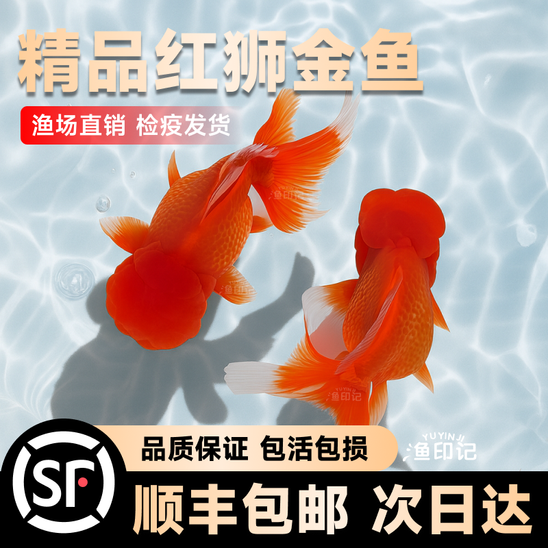 红狮金鱼国师鱼冷水鱼金鱼活鱼淡水锦鲤活体好养耐活不加温观赏鱼