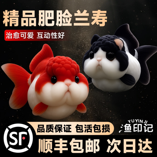兰寿金鱼玛丽活鱼淡水锦鲤观赏鱼