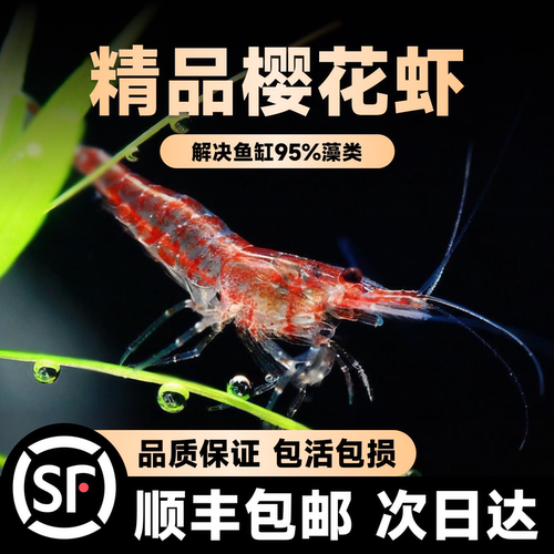 精品樱花虾顺丰包邮次日达