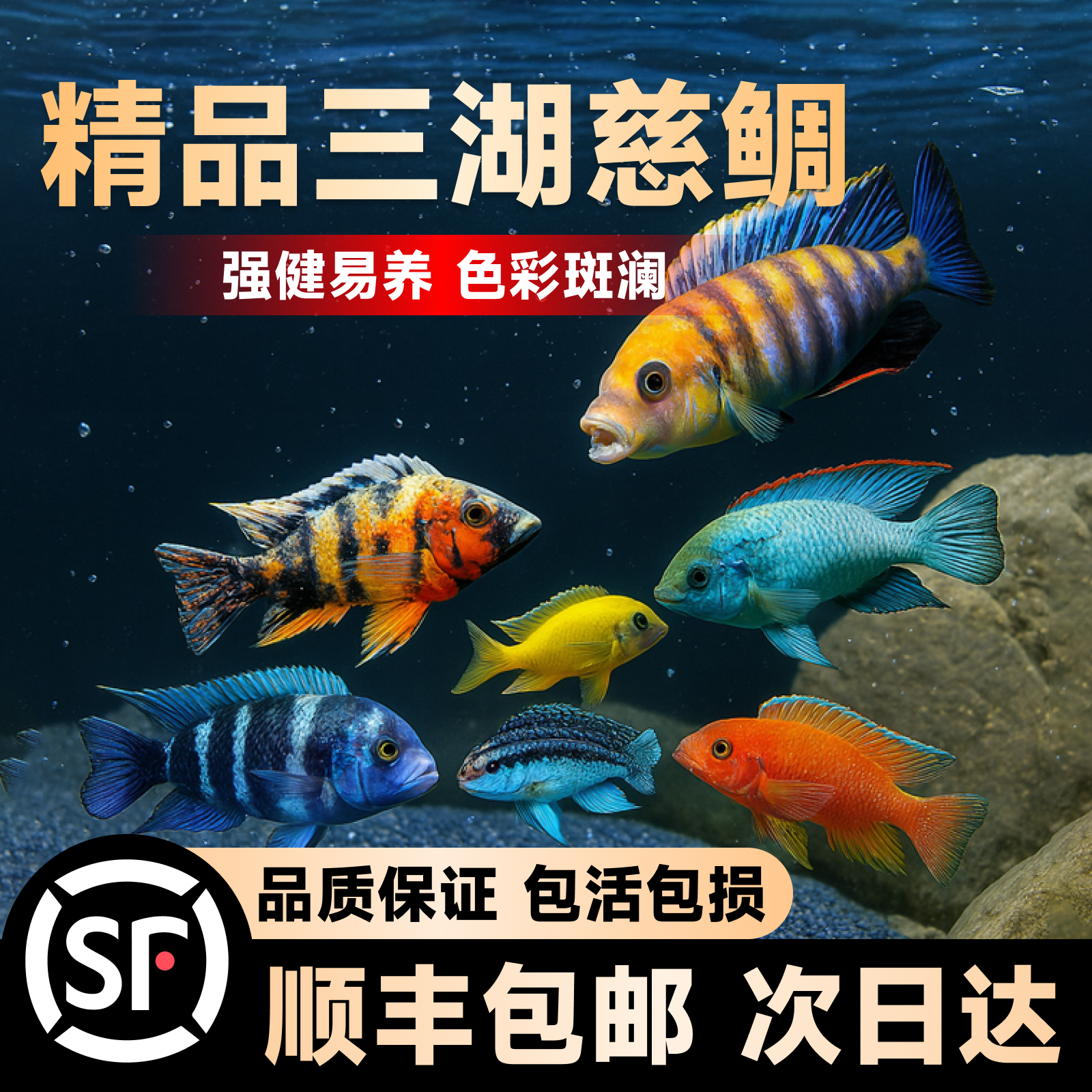 三湖慈鲷鱼黑线王子活体中小型耐养易活热带观赏鱼马鲷坦鲷淡水鱼