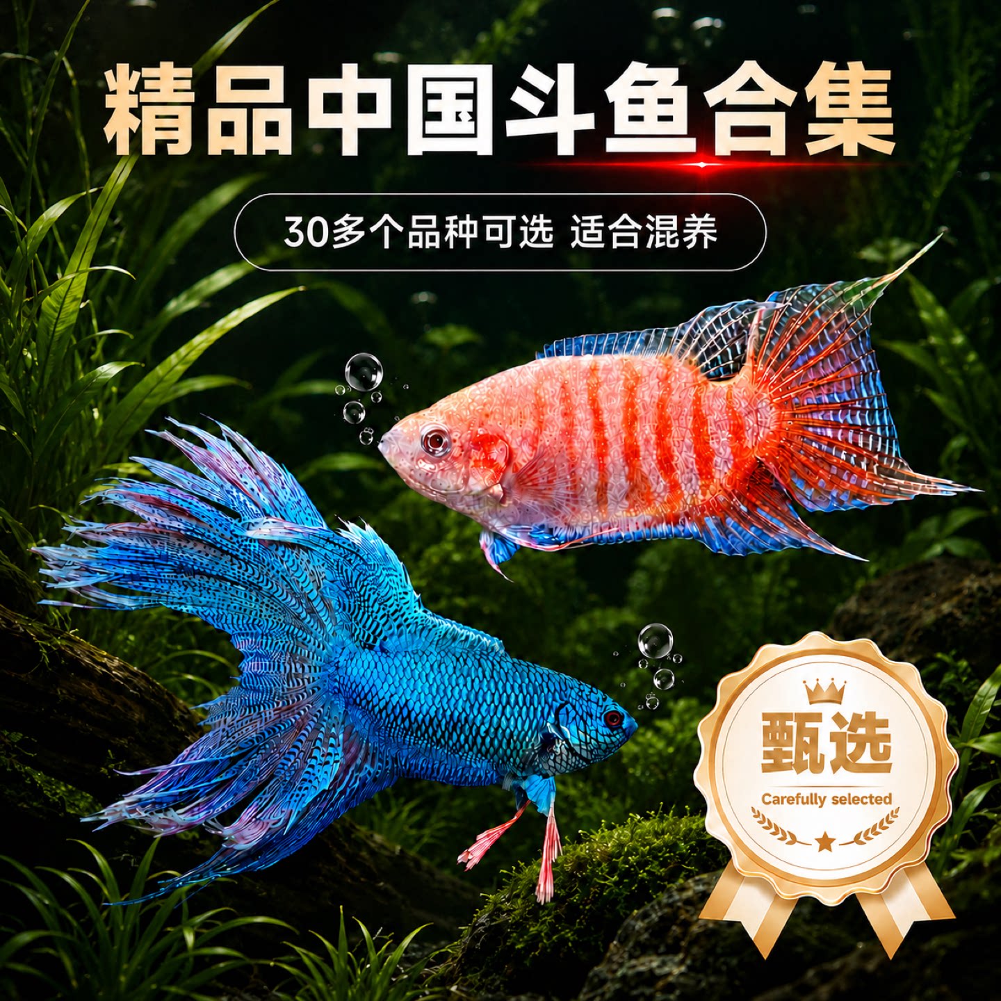 中国斗鱼多品种观赏鱼五彩斑斓淡水鱼观赏性强可繁殖配对