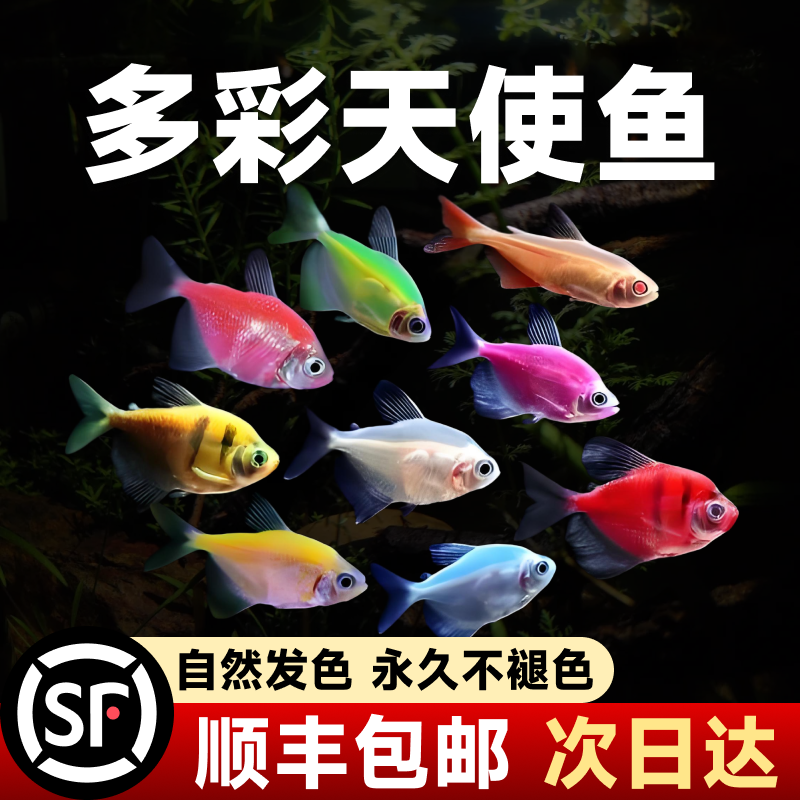 天使鱼观赏鱼活鱼大号群游活体斑马孔雀热带鱼小型鱼淡水好养耐活