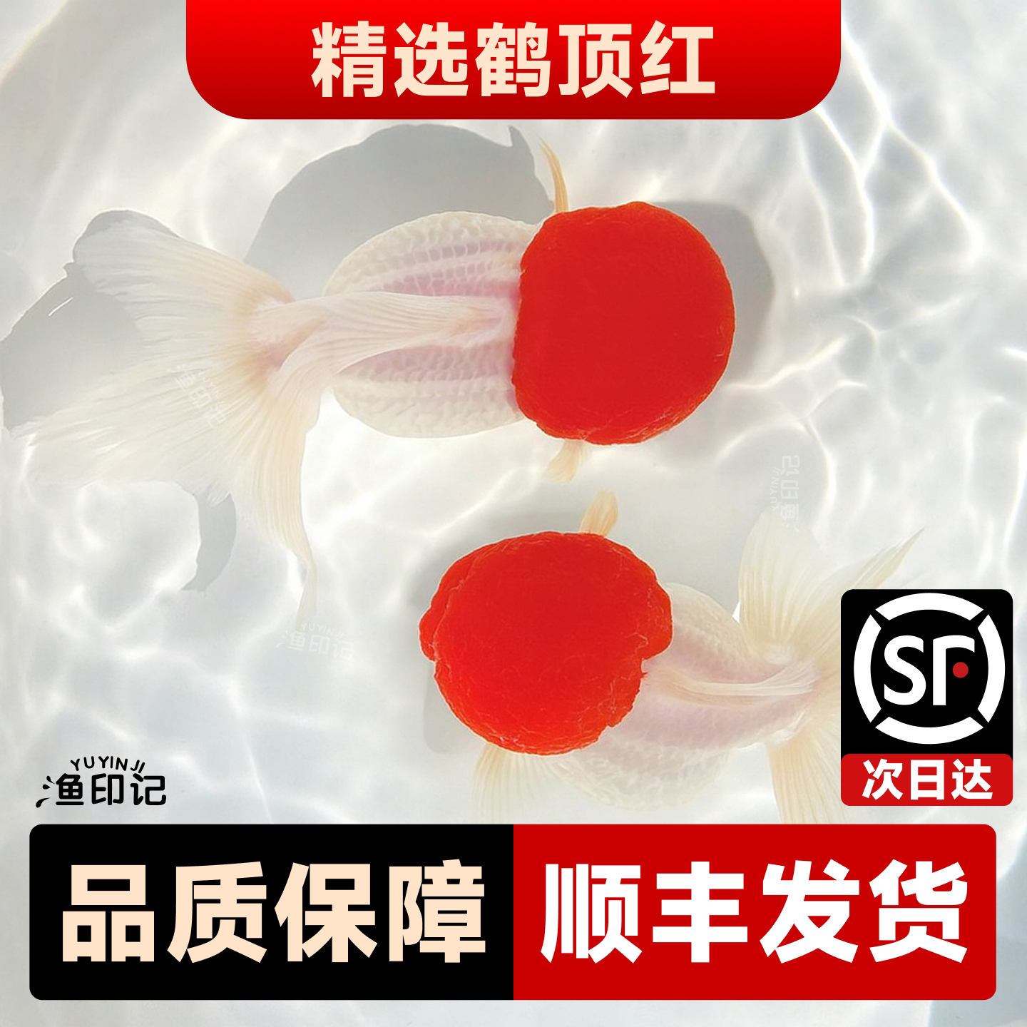 鸿运当头鱼金鱼活鱼观赏鱼鹤顶红狮子头丹顶冷水鱼淡水好养耐活鱼