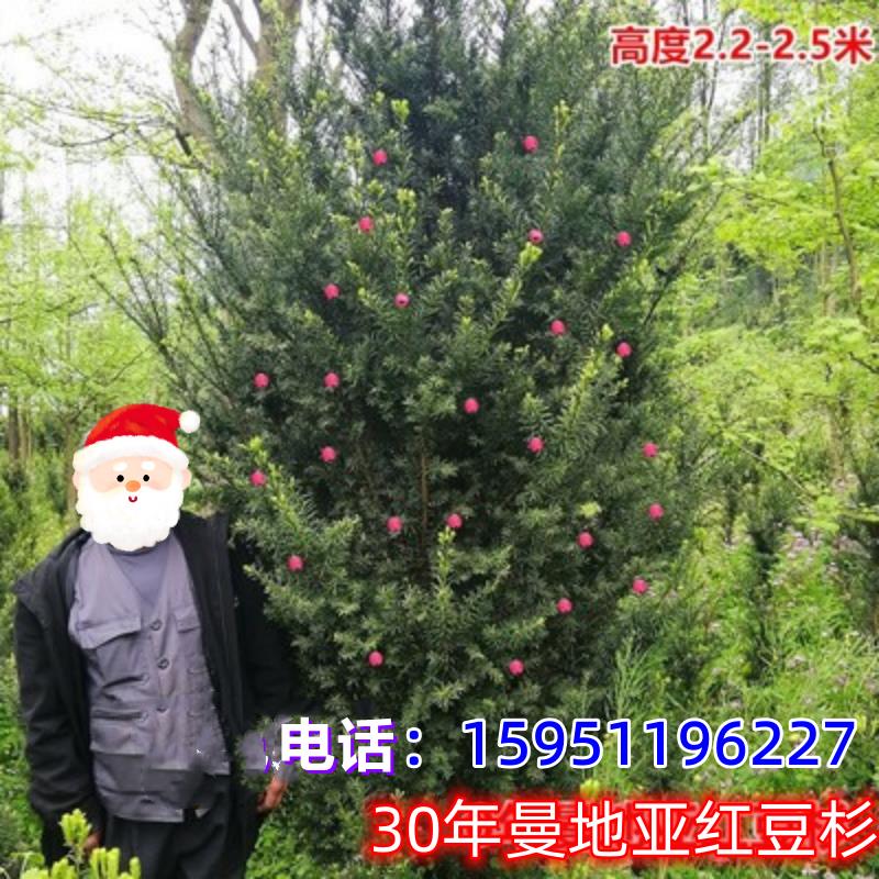 正宗曼地亚红豆杉美国进口盆栽树苗大型红豆杉盆景庭院栽植耐寒植