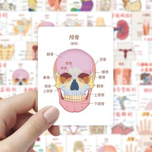 63张人体知识贴纸医学生知识点创意手绘装饰水杯手机桌面防水贴画