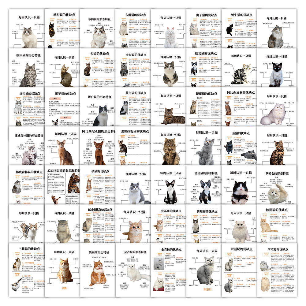 每周认识一只猫贴纸金吉拉银渐层橘猫优缺点图文知识科普防水贴画
