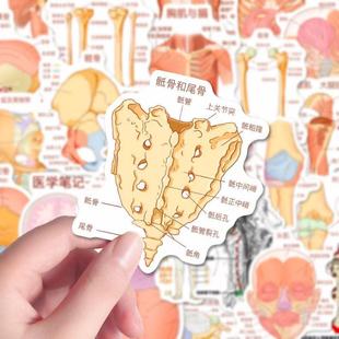 医学生人体解剖学知识贴纸diy手机装饰手账笔记贴画桌面防水
