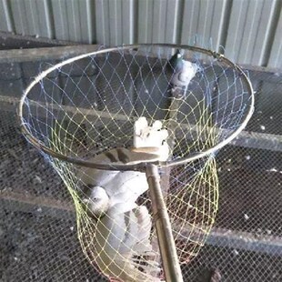户外捉鸡神器捕鸽子抓鸡捕鸽神器网兜F结实耐用套鸭子自投罗网赛