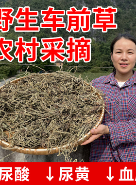 中药材车前草野生干货官方旗舰店泡水喝的功效与作用新鲜干纯正品