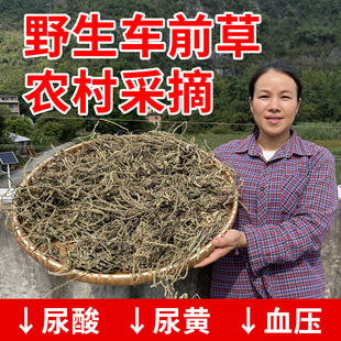 中药材车前草野生干货官方旗舰店泡水喝的功效与作用新鲜干纯正品
