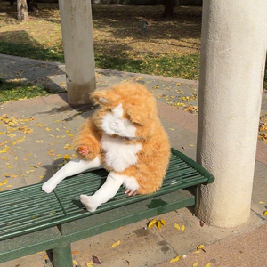 可爱小胖橘草草冬季短款加厚外套2025橘猫保暖上衣毛茸茸猫咪萌宝