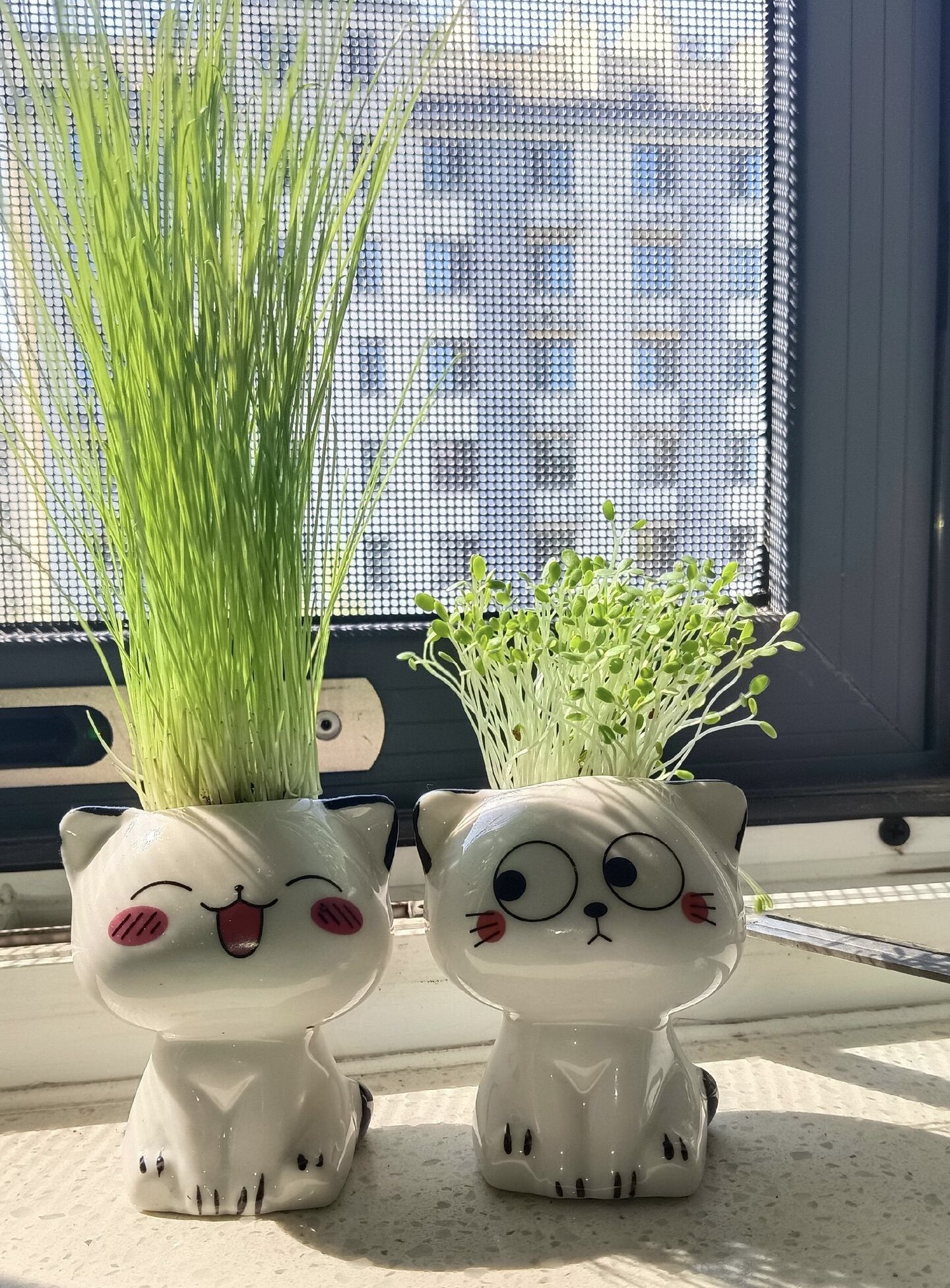 长草小草盆栽陶瓷种植套装diy儿童宿舍书桌摆件种植小盆栽桌面