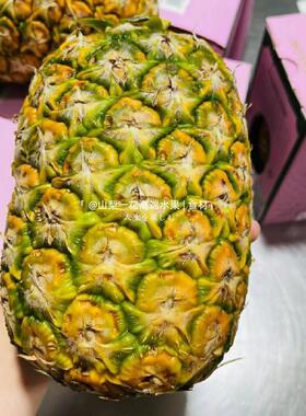 粉红色菠萝1个大logo白冰同款凤梨哥斯达加黎品种甜多汁礼盒顺丰