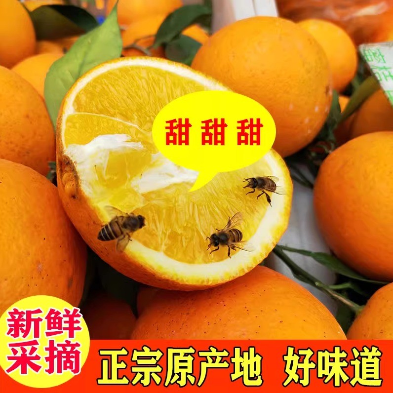 新鲜现摘正宗江西赣南脐橙装当季特级橙子产地直发孕妇水果鲜甜