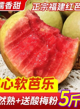 软心土芭乐软糯红心番石榴5斤软甜漳州芭乐果新鲜孕妇水果5斤包邮