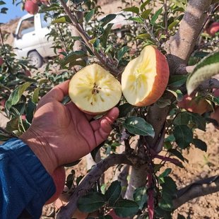 甘肃靖远三滩冰糖心红富士脆甜丑苹果高原山地自然生长成熟不打蜡