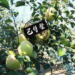 青岛宝山新鲜明月青森青苹果当季酥脆多汁水蜜桃苹果非王林包邮