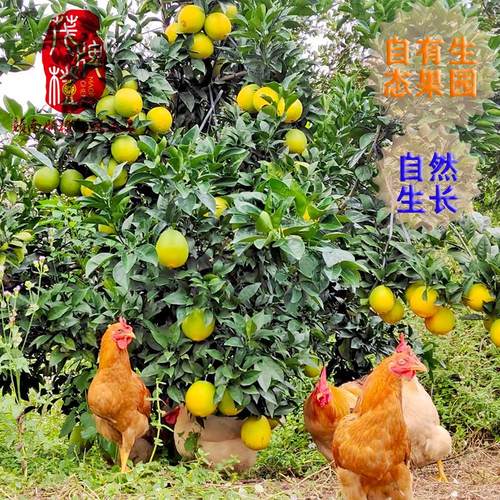 [赣南脐橙]江西赣南脐橙信丰橙子现摘新鲜水果10斤纽荷尔橙子