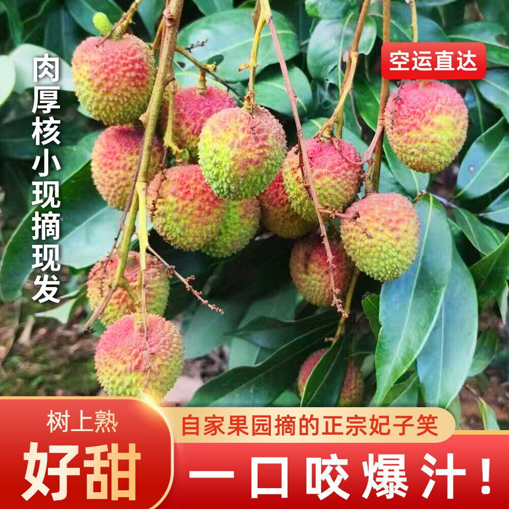 正宗茂名根子老树头果妃子笑荔枝新鲜现摘现发当季水果清甜多汁
