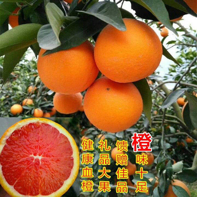 摘湖北秭归血橙新鲜水果红橙香甜橙薄皮红心肉橙伦晚橙子10斤包邮