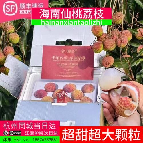 海南仙桃荔枝王超大新