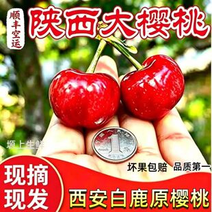 陜西白鹿原大樱桃露天新鲜大樱桃水果西安鲜甜大果京东顺丰包邮