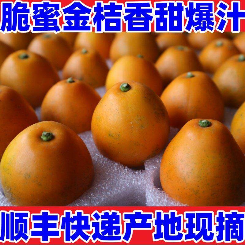 特大脆蜜金柑融安一级大果第三代金桔新鲜金橘5斤装礼盒顺丰包邮