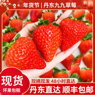 【团长专享】丹东东港99草莓3斤新鲜牛奶红颜大草莓九九水果
