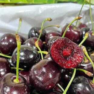 Kordia新西兰车厘子空运科迪亚5J原箱进口亚尼士小绿盒picnic新鲜